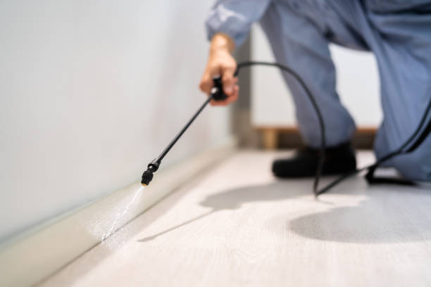 Licensed Wasp Removal service in Ashaway, RI - Show Me Pest Control